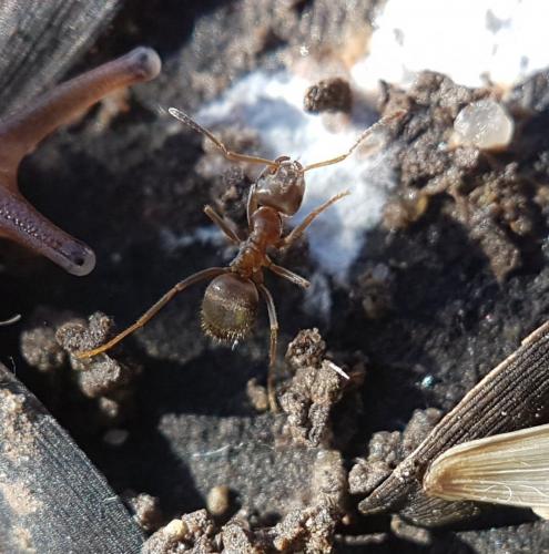 Lasius cinereus